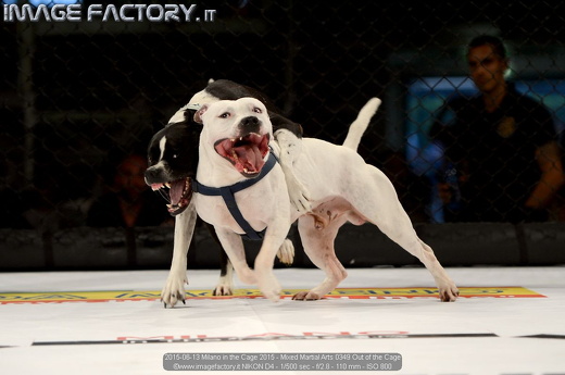 2015-06-13 Milano in the Cage 2015 - Mixed Martial Arts 0349 Out of the Cage